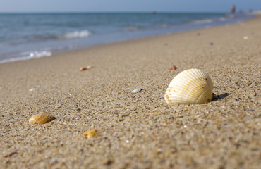 Fototapeta na wymiar Shell on the beach with people on background
