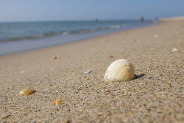 Shell on the beach with people on background