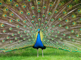 Naklejka premium Peacock showing his feathers