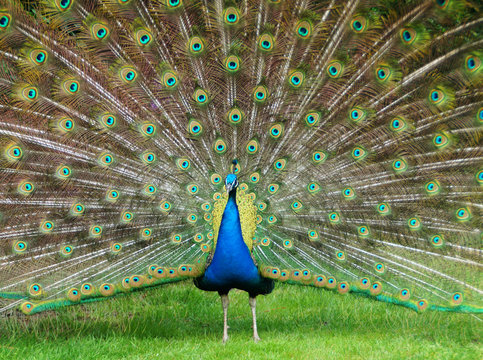 Fototapeta Peacock showing his feathers