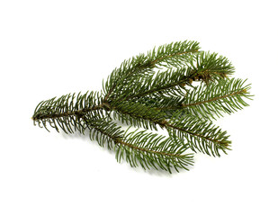 Green pine  branch, isolated
