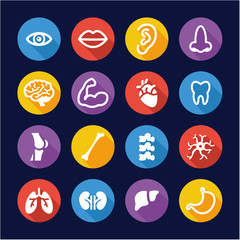 Human Anatomy Icons Flat Design Circle
