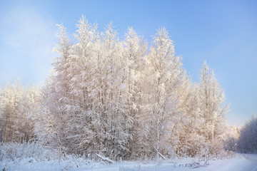 Obraz na płótnie Canvas texture dense birch forest in winter