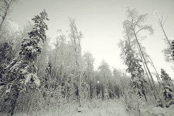 monochrome winter landscape