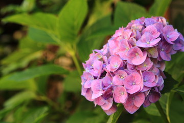 一輪のアジサイの花