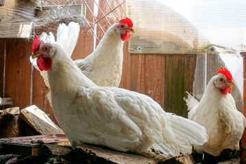 Chickens in the barn
