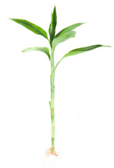 Dracaena sanderiana on a white background.