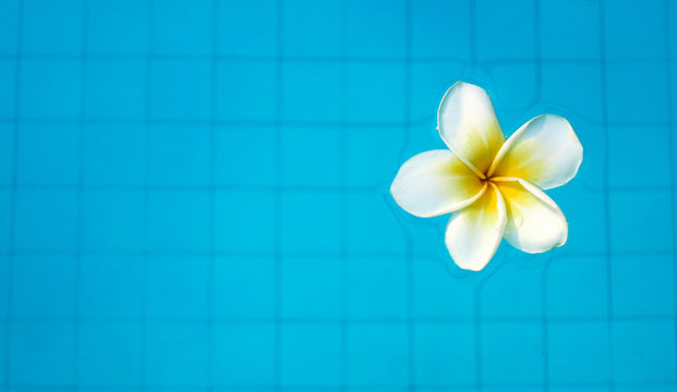 Fototapeta White tropical frangipani flower floating in swimming pool