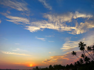 Black palm trees silhouettes on sunset sky background, Kamburugamuwa, Sri Lanka