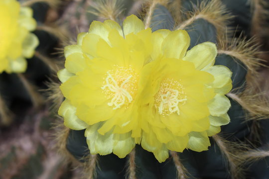 "Balloon Cactus" (or Green Ball Cactus, Blue Ball Cactus) with blooming yellow orange flowers in St. Gallen, Switzerland. Notocactus Magnificus (or Parodia Magnifica F. H. Brandt) is native to Brazil.