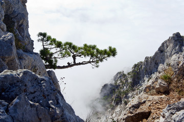 pine on a rock in the clouds and fog. Crimea, Ukraine.