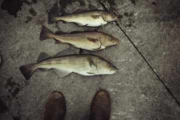 Poissons pêchés en Islande