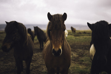 Chevaux islandais