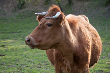 Brown cow on meadow