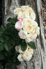 Blossom of the historic pink  rose Bouquet Parfait in the summer garden. 