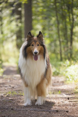 Rough Collie