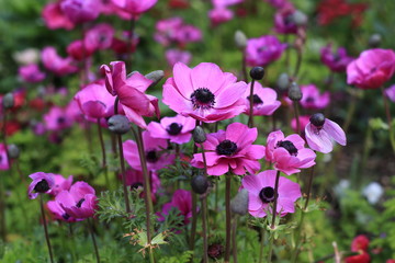Fototapeta premium Meadow poppies. April 2016