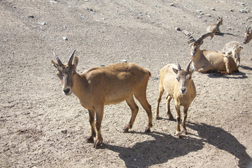 West Caucasian Turs. mountain goat with kids