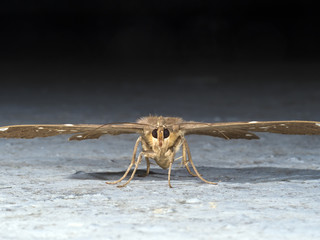 moth