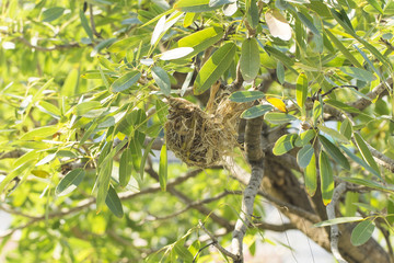 Bird nest is attached to the tree branch.