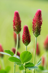 Red clover flowers in meadow useful for herbal medicine and cosmetology. (Trifolium incarnatum) 