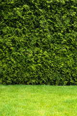 Natural green wall texture. Leaves background