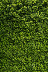 Natural green wall texture. Leaves background
