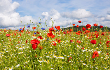 Obraz premium Beautiful poppy and daisies field .
