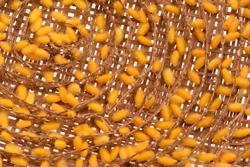 Yellow Cocoon in the bamboo nest