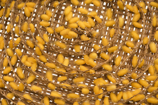 Yellow Cocoon in the bamboo nest