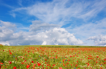 Fototapeta na wymiar Beautiful poppy field and blue sky.