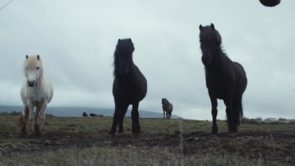 Chevaux islandais détalant