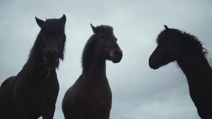 Chevaux islandais