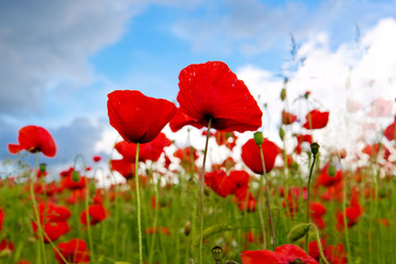Fototapeta na wymiar Red poppies against the blue sky.