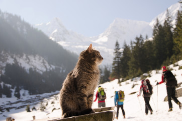portrait of a cat sitting outside in the sun