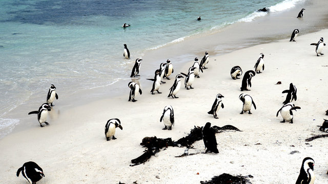 Südafrikanische Pinguine/Kolonie von Südafrikanischen Brillenpinguinen am Boulder’s Beach in Simon’s Town an der False Bay auf der Kap-Halbinsel