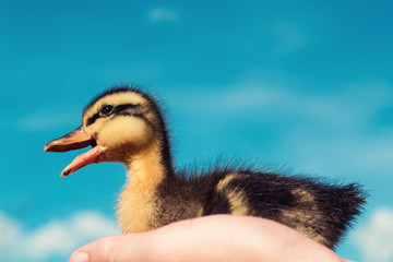 Little duckling against the sky