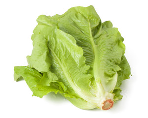 roman lettuce on a white background
