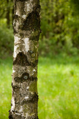Birch trunk on blurred background