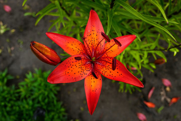 orange lily