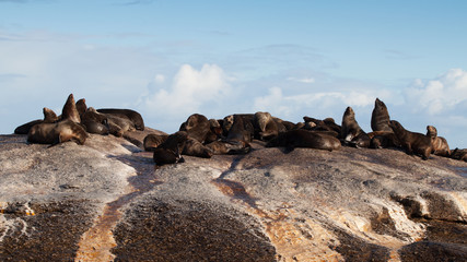 Fototapeta na wymiar Brown fur seal colony (Arctocephalus pusillus), Seal island, Cape Town, South Africa