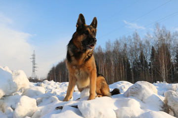 German shepherd dog on snow in winter day