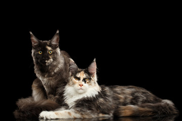 Two Maine Coon Cats Lying and Looking in Camera Isolated on Black Background