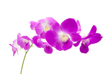 Fototapeta na wymiar beautiful purple orchid flowers cluster isolated