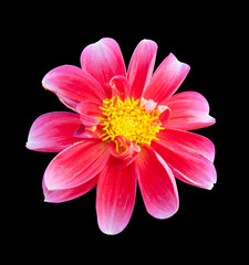 mona lisa flower pink flower spring flower  on back background
