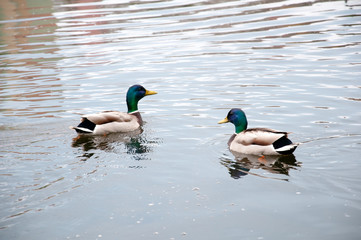 Two wild mallard duck in a city park