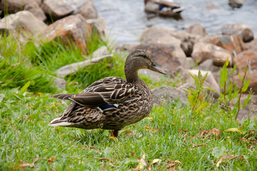 Flock of wild mallard duck in a city park