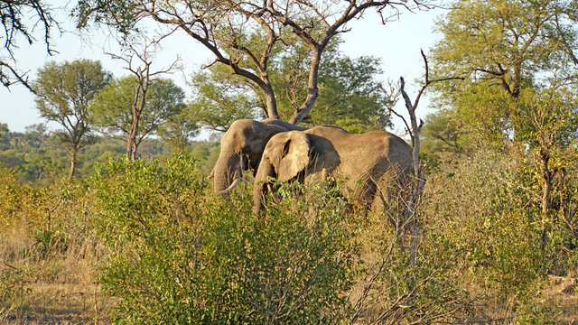 Fototapeta Elefantenbullen/Zwei Elefantenbullen im Krüger Nationalpark in Südafrika