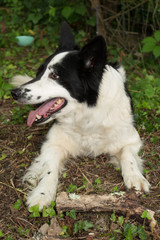 Border Collie dog in a grass outside