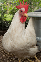 Hen is a laying hen of white color.